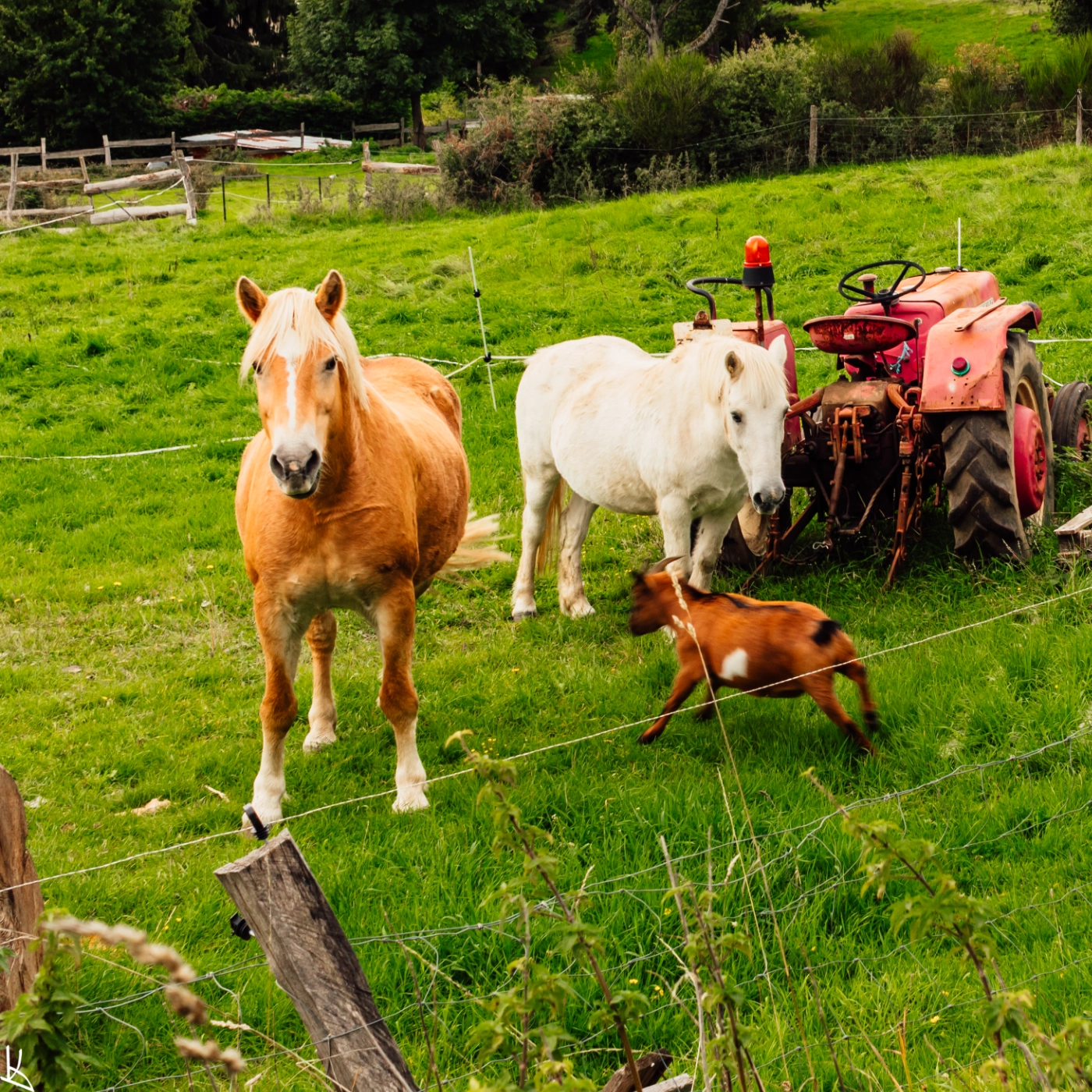 Rouillas Haut - chevaux et chèvre